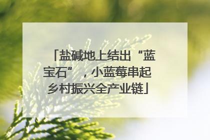 盐碱地上结出“蓝宝石”，小蓝莓串起乡村振兴全产业链