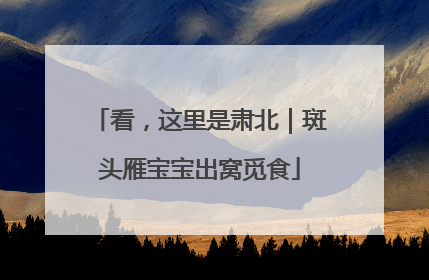 看，这里是肃北｜斑头雁宝宝出窝觅食
