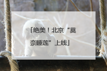 绝美！北京“莫奈睡莲”上线