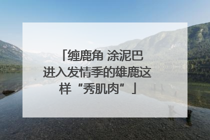 缠鹿角 涂泥巴 进入发情季的雄鹿这样“秀肌肉”