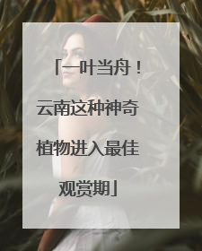 一叶当舟！云南这种神奇植物进入最佳观赏期