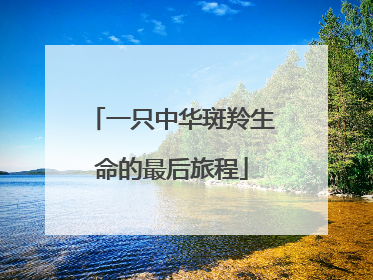 一只中华斑羚生命的最后旅程