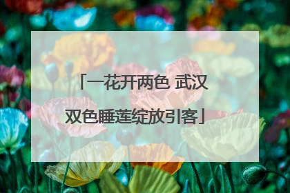一花开两色 武汉双色睡莲绽放引客