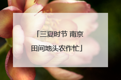 三夏时节 南京田间地头农作忙