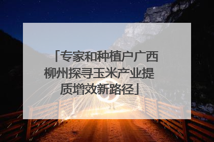 专家和种植户广西柳州探寻玉米产业提质增效新路径