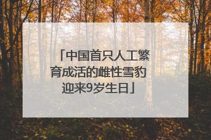 中国首只人工繁育成活的雌性雪豹迎来9岁生日