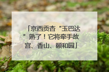 京西贡杏“玉巴达”熟了！它将牵手故宫、香山、颐和园