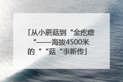 从小蘑菇到“金疙瘩“——海拔4500米的““菇“事新传