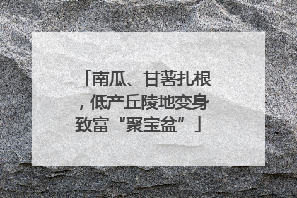 南瓜、甘薯扎根，低产丘陵地变身致富“聚宝盆”