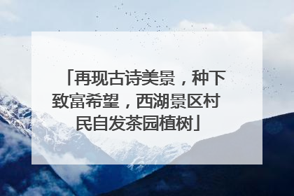 再现古诗美景，种下致富希望，西湖景区村民自发茶园植树
