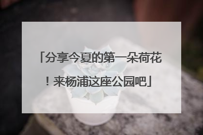 分享今夏的第一朵荷花！来杨浦这座公园吧
