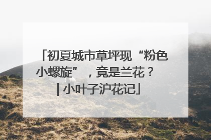 初夏城市草坪现“粉色小螺旋”，竟是兰花？ | 小叶子沪花记