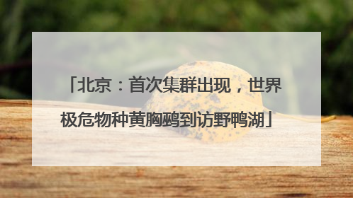 北京：首次集群出现，世界极危物种黄胸鹀到访野鸭湖