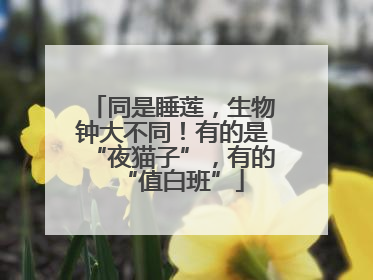 同是睡莲，生物钟大不同！有的是“夜猫子”，有的“值白班”