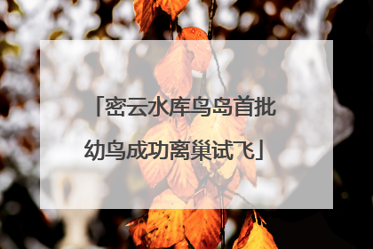 密云水库鸟岛首批幼鸟成功离巢试飞