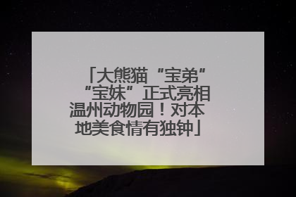 大熊猫“宝弟”“宝妹”正式亮相温州动物园！对本地美食情有独钟