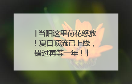 当阳这里荷花怒放！夏日顶流已上线，错过再等一年！