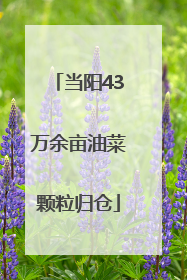 当阳43万余亩油菜颗粒归仓
