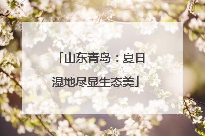 山东青岛：夏日湿地尽显生态美