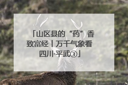 山区县的“药”香致富经丨万千气象看四川·平武③