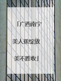 广西南宁美人蕉绽放美不胜收