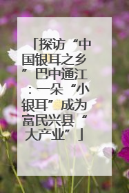 探访“中国银耳之乡”巴中通江：一朵“小银耳”成为富民兴县“大产业”