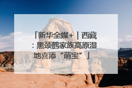 新华全媒+｜西藏：黑颈鹤家族高原湿地喜添“萌宝”