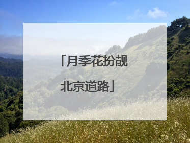 月季花扮靓北京道路