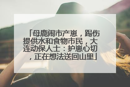 母鹿闹市产崽，踢伤提供水和食物市民，大连动保人士：护崽心切，正在想法送回山里