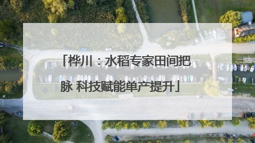 桦川：水稻专家田间把脉 科技赋能单产提升