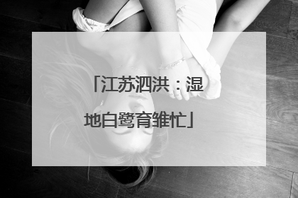 江苏泗洪：湿地白鹭育雏忙