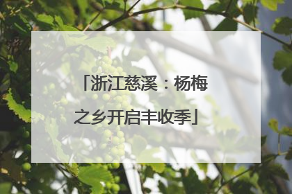 浙江慈溪：杨梅之乡开启丰收季