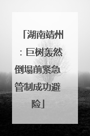 湖南靖州：巨树轰然倒塌前紧急管制成功避险