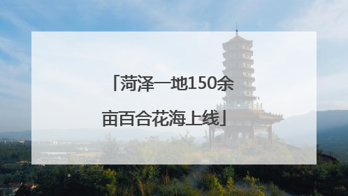 菏泽一地150余亩百合花海上线