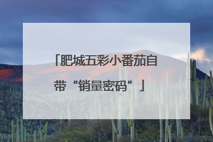 肥城五彩小番茄自带“销量密码”