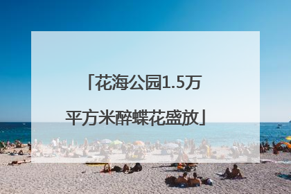 花海公园1.5万平方米醉蝶花盛放