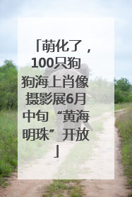 萌化了，100只狗狗海上肖像摄影展6月中旬“黄海明珠”开放