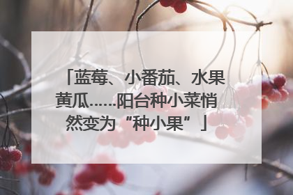 蓝莓、小番茄、水果黄瓜……阳台种小菜悄然变为“种小果”