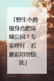 野生小麂现身合肥环城公园？专家呼吁：若邂逅切勿惊扰