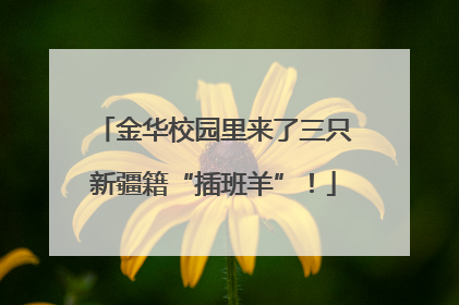 金华校园里来了三只新疆籍“插班羊”！