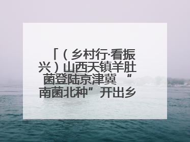 （乡村行·看振兴）山西天镇羊肚菌登陆京津冀 “南菌北种”开出乡村“致富花”