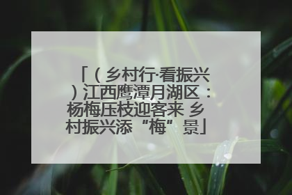 （乡村行·看振兴）江西鹰潭月湖区：杨梅压枝迎客来 乡村振兴添“梅”景