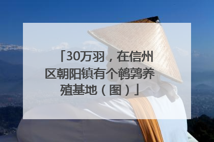30万羽，在信州区朝阳镇有个鹌鹑养殖基地（图）